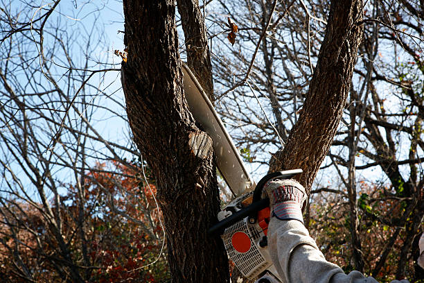 Best Tree Mulching  in East Richmond Heights, CA